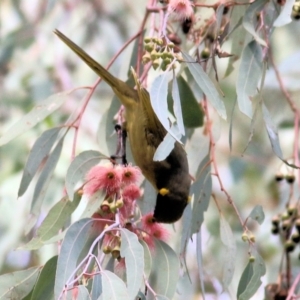 Lichenostomus melanops at Chiltern, VIC - 2 May 2022