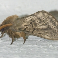 Oxycanus antipoda (Late Oxycanus) at Googong, NSW - 27 Apr 2022 by WHall