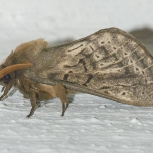 Oxycanus antipoda at Googong, NSW - 27 Apr 2022 10:47 PM