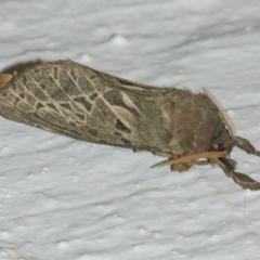 Oxycanus antipoda at Googong, NSW - 27 Apr 2022