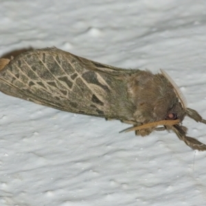 Oxycanus antipoda at Googong, NSW - 27 Apr 2022