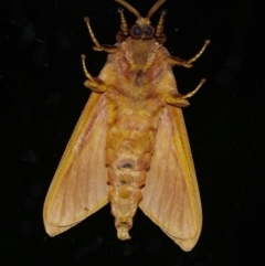 Oxycanus antipoda at Googong, NSW - 27 Apr 2022