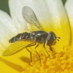 Melangyna viridiceps (Hover fly) at Googong, NSW - 2 May 2022 by WHall