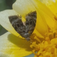 Asterivora (genus) (A Metalmark moth (Choreutidae)) at QPRC LGA - 2 May 2022 by WHall