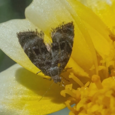 Asterivora (genus) (A Metalmark moth (Choreutidae)) at QPRC LGA - 2 May 2022 by WHall