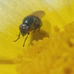 Stomorhina sp. (genus) (Snout fly) at QPRC LGA - 2 May 2022 by WHall