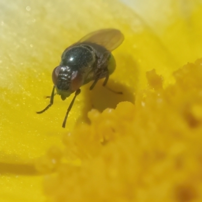 Stomorhina sp. (genus) (Snout fly) at Googong, NSW - 2 May 2022 by WHall