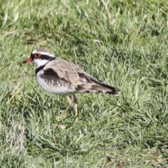 Elseyornis melanops (Black-fronted Dotterel) at Molonglo Valley, ACT - 2 May 2022 by AlisonMilton