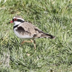 Charadrius melanops at Molonglo Valley, ACT - 2 May 2022 10:22 AM