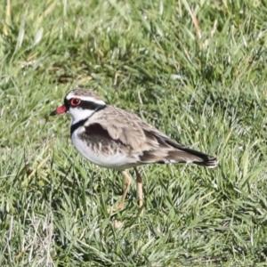 Charadrius melanops at Molonglo Valley, ACT - 2 May 2022 10:22 AM