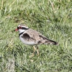 Charadrius melanops at Molonglo Valley, ACT - 2 May 2022