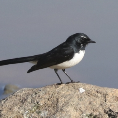 Rhipidura leucophrys (Willie Wagtail) at Molonglo Valley, ACT - 2 May 2022 by AlisonMilton