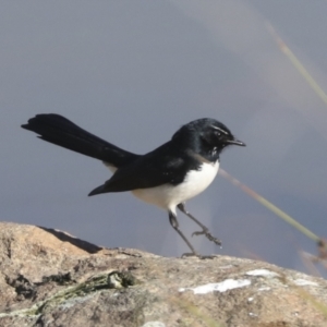 Rhipidura leucophrys at Molonglo Valley, ACT - 2 May 2022