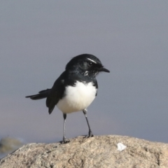 Rhipidura leucophrys at Molonglo Valley, ACT - 2 May 2022