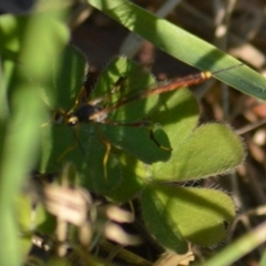 Heteropelma scaposum (Two-toned caterpillar parasite wasp) at Jerrabomberra, NSW - 2 May 2022 by Tmac