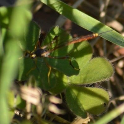 Heteropelma scaposum (Two-toned caterpillar parasite wasp) at Jerrabomberra, NSW - 2 May 2022 by Tmac