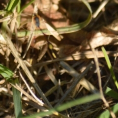 Heteropelma scaposum at Jerrabomberra, NSW - 2 May 2022