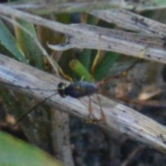 Heteropelma scaposum at Jerrabomberra, NSW - 2 May 2022