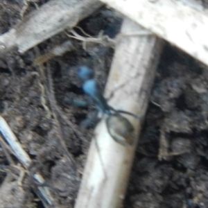 Camponotus aeneopilosus at Karabar, NSW - 2 May 2022