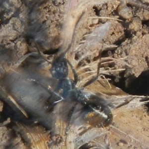 Camponotus aeneopilosus at Karabar, NSW - 2 May 2022