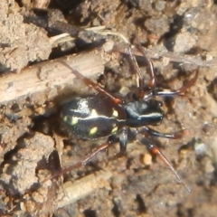 Zodariidae sp. (family) (Unidentified Ant spider or Spotted ground spider) at Mount Jerrabomberra - 2 May 2022 by TmacPictures