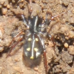 Zodariidae (family) at Karabar, NSW - suppressed