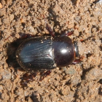 Adoryphorus coulonii (Redheaded pasture cockchafer) at QPRC LGA - 2 May 2022 by TmacPictures