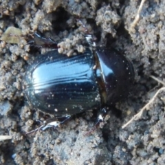 Adoryphorus coulonii at Jerrabomberra, NSW - suppressed