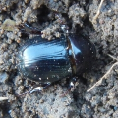 Adoryphorus coulonii at Jerrabomberra, NSW - 2 May 2022