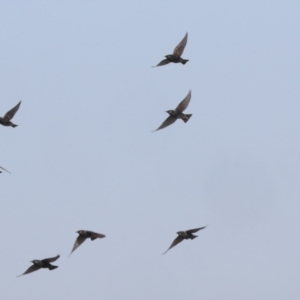 Sturnus vulgaris at Molonglo Valley, ACT - 2 May 2022 10:33 AM