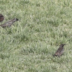 Sturnus vulgaris at Molonglo Valley, ACT - 2 May 2022 10:33 AM