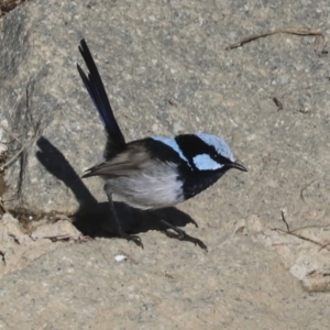 Malurus cyaneus at Molonglo Valley, ACT - 2 May 2022 10:42 AM