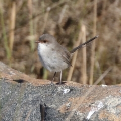 Malurus cyaneus at Molonglo Valley, ACT - 2 May 2022