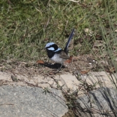 Malurus cyaneus at Molonglo Valley, ACT - 2 May 2022 10:42 AM