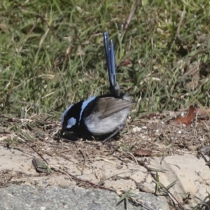 Malurus cyaneus at Molonglo Valley, ACT - 2 May 2022