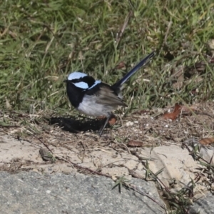 Malurus cyaneus at Molonglo Valley, ACT - 2 May 2022 10:42 AM