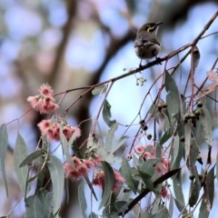 Caligavis chrysops (Yellow-faced Honeyeater) at Chiltern-Mt Pilot National Park - 2 May 2022 by KylieWaldon