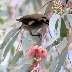 Caligavis chrysops at Chiltern, VIC - 2 May 2022 11:10 AM