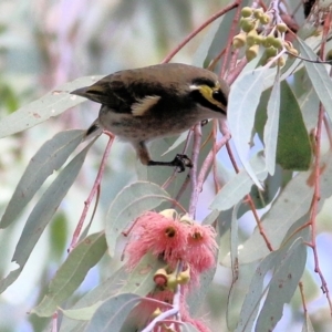 Caligavis chrysops at Chiltern, VIC - 2 May 2022