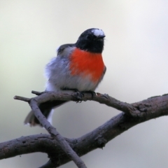 Petroica boodang (Scarlet Robin) at Chiltern-Mt Pilot National Park - 2 May 2022 by KylieWaldon