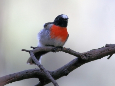 Petroica boodang (Scarlet Robin) at Chiltern, VIC - 2 May 2022 by KylieWaldon