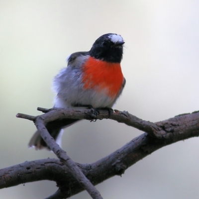 Petroica boodang (Scarlet Robin) at Chiltern, VIC - 2 May 2022 by KylieWaldon