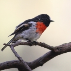 Petroica boodang at Chiltern, VIC - 2 May 2022 11:25 AM