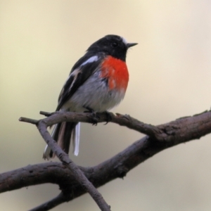 Petroica boodang at Chiltern, VIC - 2 May 2022