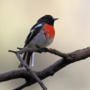 Petroica boodang at Chiltern, VIC - 2 May 2022 11:25 AM