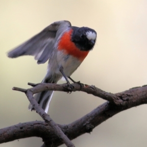 Petroica boodang at Chiltern, VIC - 2 May 2022 11:25 AM
