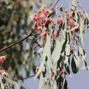 Eucalyptus sideroxylon at Chiltern-Mt Pilot National Park - 2 May 2022