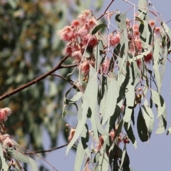 Eucalyptus sideroxylon (TBC) at Chiltern, VIC - 2 May 2022 by KylieWaldon