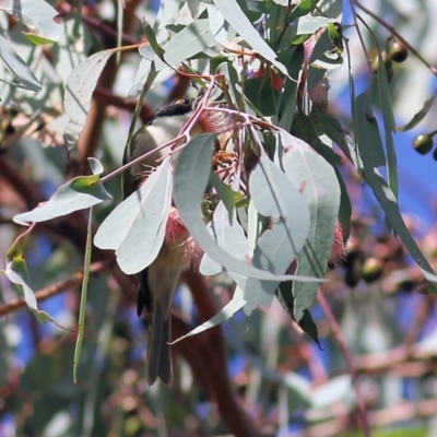 Melithreptus lunatus (White-naped Honeyeater) at Chiltern-Mt Pilot National Park - 2 May 2022 by KylieWaldon