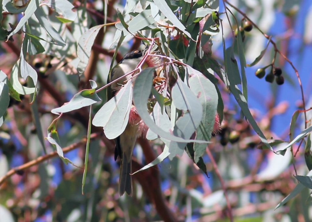 Melithreptus lunatus at Chiltern, VIC - 2 May 2022